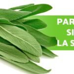 Descubre el secreto para cosechar salvia sin dañar la planta y disfrutarla al máximo