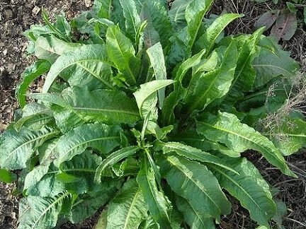 Guía Completa: Cómo Plantar Acederas en tu Jardín ¡Fácil y Rápido!