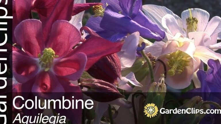 ¡Descubre cómo plantar aquilegias y darle vida a tu jardín!