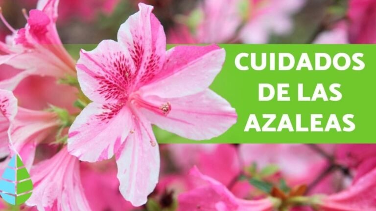 las azaleas