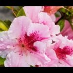 las azaleas