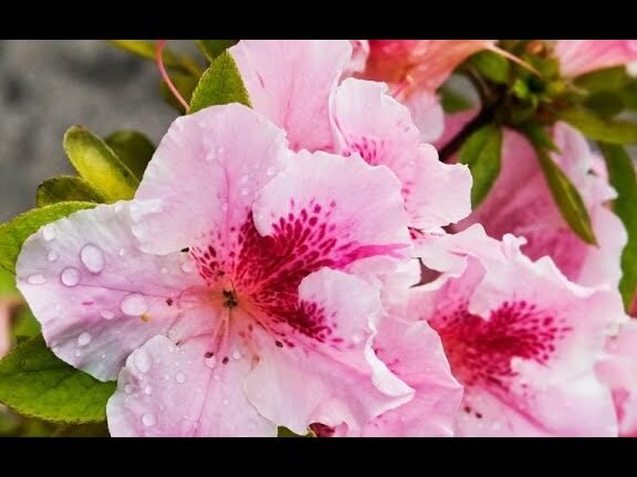 las azaleas