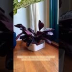Descubre las Calatheas que Transformarán tu Hogar y Cómo Cuidarlas como un Experto