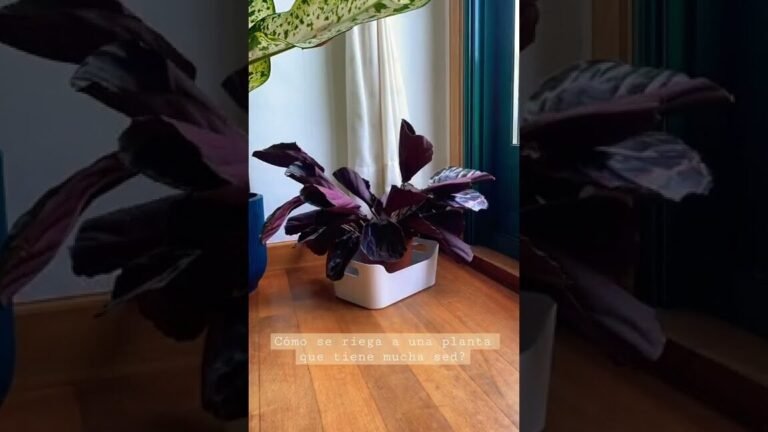Descubre las Calatheas que Transformarán tu Hogar y Cómo Cuidarlas como un Experto