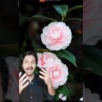las camellias