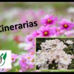 Cómo Plantar Cinerarias: Guía Completa de Cultivo con cinerarias rosadas de fondo y un recuadro con flores blancas en primer plano