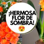 Planta de clivias con racimos de flores naranjas y hojas verdes en maceta; Descubre cómo plantar clivias y llenar tu hogar de hermosas flores ¡Sigue estos sencillos pasos!