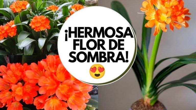 Descubre cómo plantar clivias y llenar tu hogar de hermosas flores   ¡Sigue estos sencillos pasos!