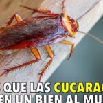 Descubre el sorprendente papel ecológico de las cucarachas en la naturaleza: cucaracha marrón rojiza en primer plano sobre madera con antenas y patas visibles.
