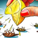 Mano que exprime un limón sobre varias cucarachas tumbadas en una ilustración, Cucarachas hembras y machos: descubre cómo diferenciarlos y entender su comportamiento