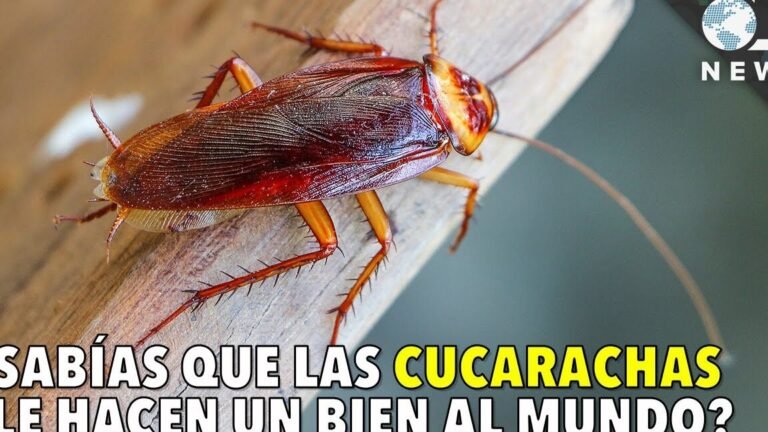 las cucarachas