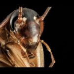 Descubre la impactante dieta de las cucarachas: ¿De qué se alimentan realmente? Primer plano de la cabeza y antenas de una cucaracha sobre fondo negro.