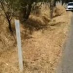 Guía para plantar dewberries: ¡Cosecha tu propia fruta del bosque! Poste blanco junto a la carretera con maleza y arbustos secos.