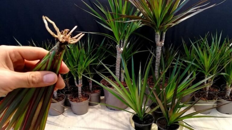 Guía completa: Cómo plantar drácenas en tu hogar