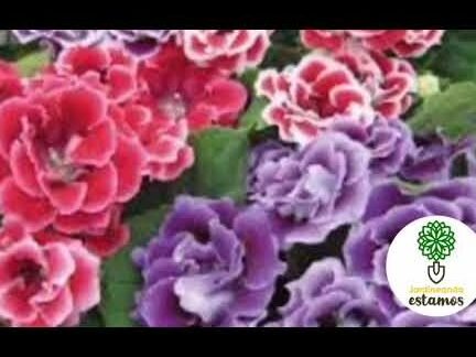 Plantar Gloxinias en Casa: Secretos y Consejos