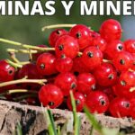Racimo de grosellas rojas sobre corteza y hierba, ¡Descubre cómo plantar deliciosas grosellas en tu jardín!