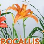 Descubre cómo plantar Hemerocallises y crear un jardín increíble con vibrantes flores anaranjadas y hojas largas en forma de cinta.