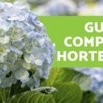 Descubre los impresionantes tipos de hortensias que transformarán tu jardín para siempre