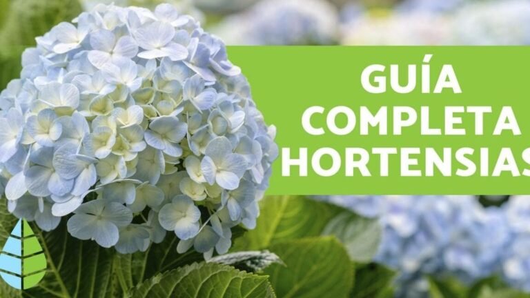 las hortensias