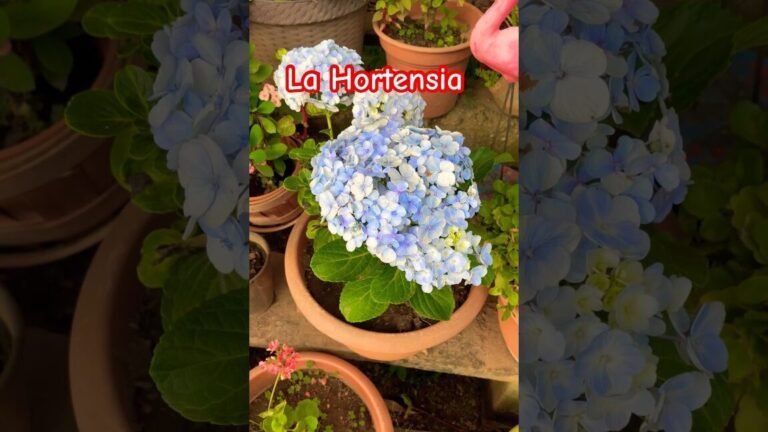 las hortensias