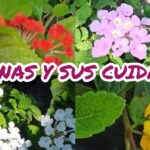 Guía completa: Cómo plantar lantanas paso a paso en tu jardín, collage de flores de lantana en rojo, rosa, blanco y amarillo con hojas verdes.