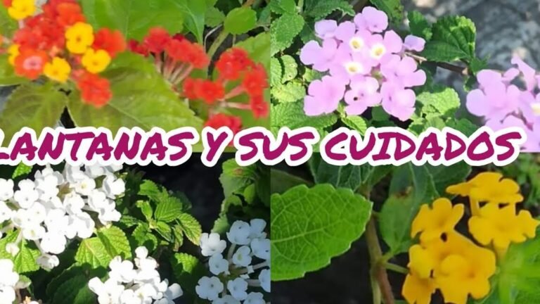Guía completa: Cómo plantar lantanas paso a paso en tu jardín