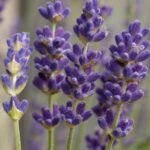 Las mejores opciones de semillas de plantas para suelos secos