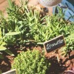 Las mejores plantas aromáticas para dar sabor a tus platos: Guía completa de cultivo y uso en la cocina.