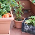 Las mejores plantas para cultivar en huertos urbanos en terrazas: Una guía completa.