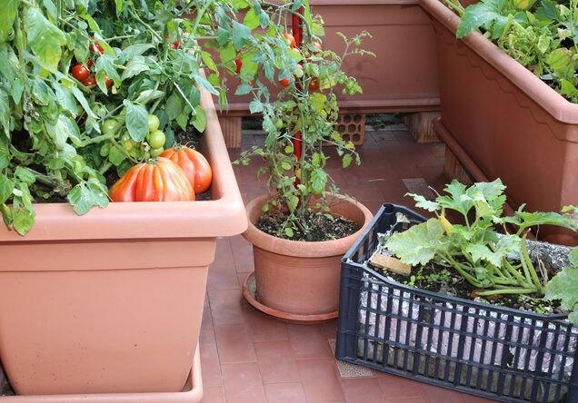 las mejores plantas para cultivar en huertos urbanos en terrazas una guia completa