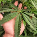 Las mejores semillas de plantas para climas fríos: ¡Garantiza una cosecha exitosa en invierno!