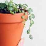 Las mejores semillas de plantas para cultivar en suelos ácidos: guía completa