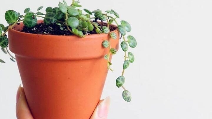 las mejores semillas de plantas para cultivar en suelos acidos guia completa