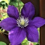 Las mejores semillas de plantas para suelos alcalinos: Guía completa para cultivar con éxito