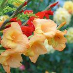 Las mejores semillas de plantas para suelos compactos: guía completa de cultivo