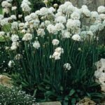 Las mejores semillas de plantas para suelos soleados: una guía completa para tu jardín