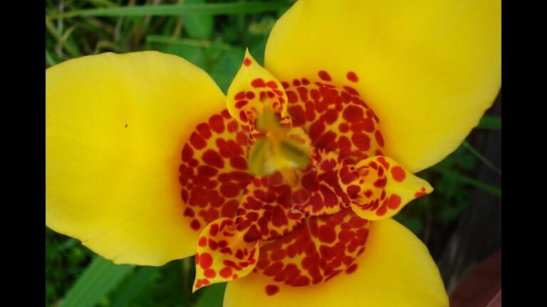 Descubre cómo plantar tigridias y sorprende con su belleza en tu jardín