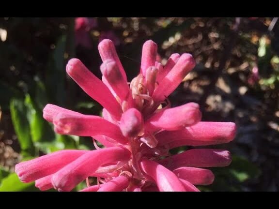 Descubre cómo plantar veltheimias y darle vida a tu hogar con estas hermosas flores   ¡Aprende cómo hacerlo aquí!