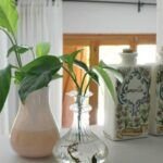 Las ventajas de cultivar en macetas de cerámica para un jardín hermoso y saludable