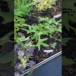 Transforma tu jardín con un huerto de hierbas que cambiará tu cocina para siempre
