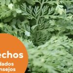 Descubre cómo los cubiertas para camas elevadas pueden salvar tus plantas este invierno