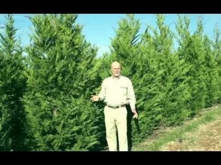leyland cypress