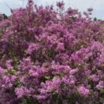 lilas bloomerang