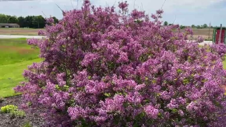 lilas bloomerang