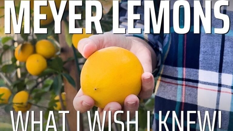 Descubre por qué cuidar tu limonero Meyer es más fácil y gratificante de lo que imaginas