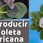 Plantar violetas cornutas: una guía para tu jardín