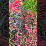Descubre los secretos para cultivar la sorprendente lobelia laxiflora, la joya mexicana que transformará tu jardín