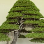 Bonsái de junípero con copa escalonada y tronco retorcido; ¡Descubre cómo plantar juníperos y crear un jardín único en tu hogar!