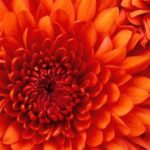 Crisantemo naranja en primer plano con pétalos concéntricos y textura detallada, Guía completa: Cómo plantar manzanos en tu jardín paso a paso ‍