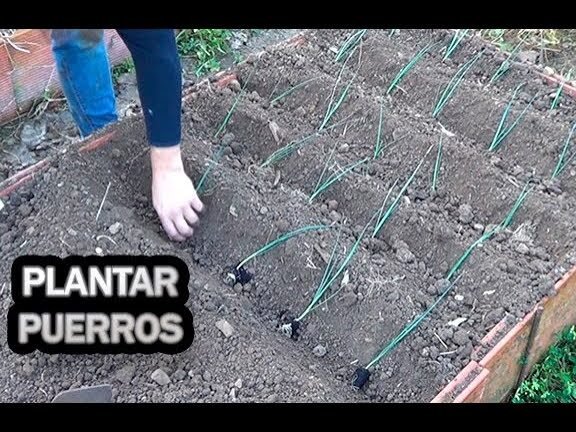 Cultiva puerros en tu jardín con estos consejos expertos